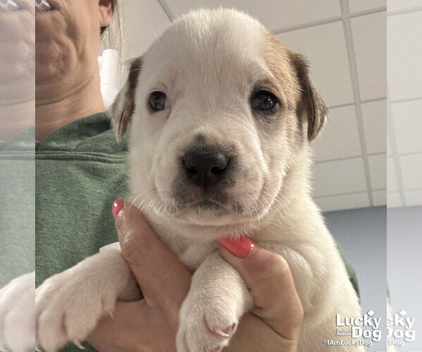 Medium Photo #2 Lab-Pointer Puppy For Sale in Washington, DC, USA