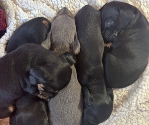 Dachshund Litter for sale in OLIVE HILL, KY, USA