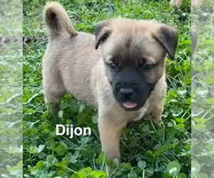 Mutt Dogs for adoption in Holly Springs, NC, USA