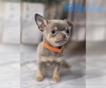 Small #9 Chihuahua