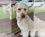 Small Poodle (Standard)-Siberian Husky Mix