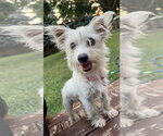 Small Mutt