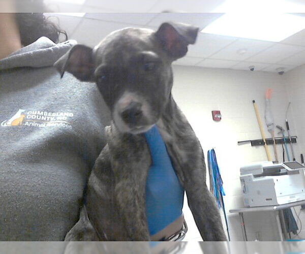 Medium Photo #1 Mutt Puppy For Sale in Fayetteville, NC, USA