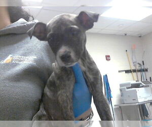 Mutt Dogs for adoption in Fayetteville, NC, USA