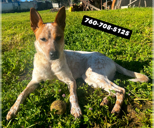 Australian Cattle Dog Puppy for sale in RAMONA, CA, USA