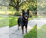 Small #1 Australian Shepherd Mix