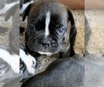 Small Photo #3 Faux Frenchbo Bulldog Puppy For Sale in DUNDEE, IL, USA