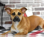 Small #15 Dachshund-Labrador Retriever Mix