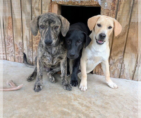 Medium Photo #2 Labrador Retriever-Unknown Mix Puppy For Sale in Green Forest, AR, USA