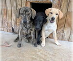 Small Photo #2 Labrador Retriever-Unknown Mix Puppy For Sale in Green Forest, AR, USA