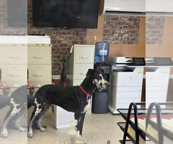 Medium Photo #1 Great Dane Puppy For Sale in Bullard, TX, USA