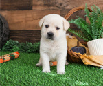 Puppy Rex Labrador Retriever