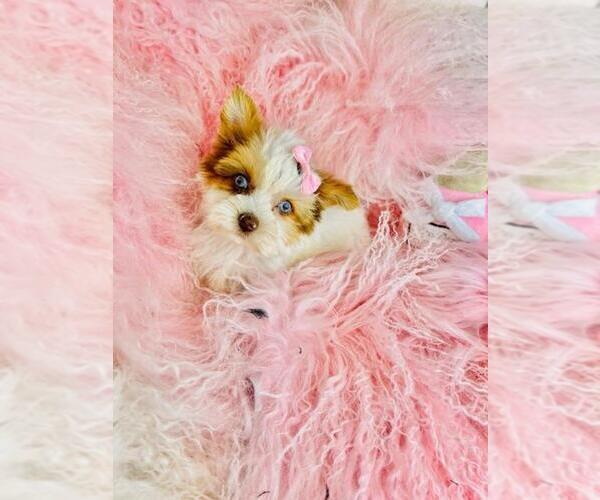 Medium Photo #4 Yorkshire Terrier Puppy For Sale in TAMPA, FL, USA