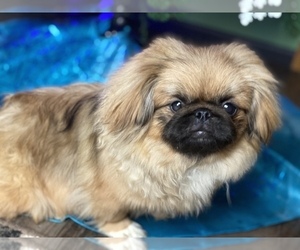 Mother of the Pekingese puppies born on 09/22/2022