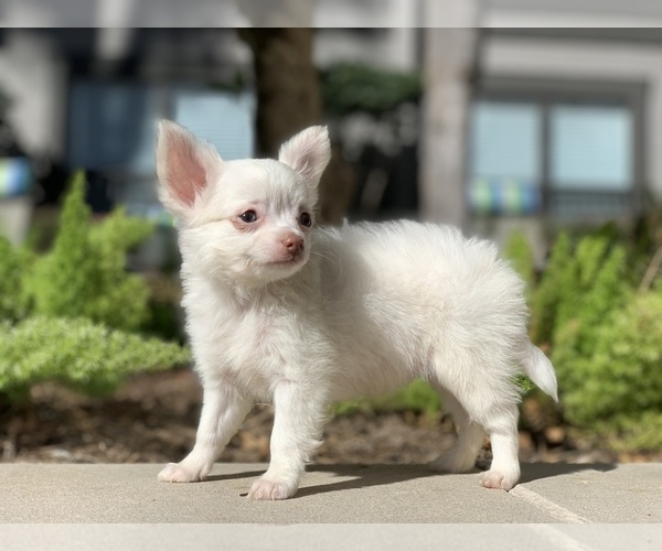 Medium Photo #8 Chihuahua Puppy For Sale in HOUSTON, TX, USA