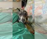 Small #3 Chihuahua