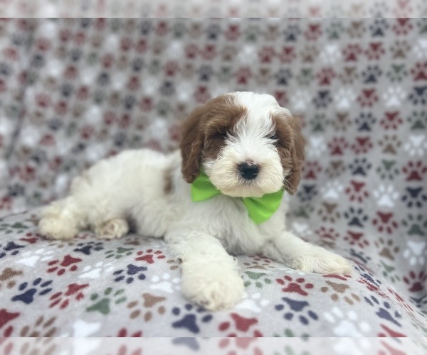 Medium Photo #2 Cavapoo Puppy For Sale in LAKELAND, FL, USA