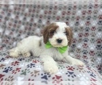 Small #1 Cavapoo