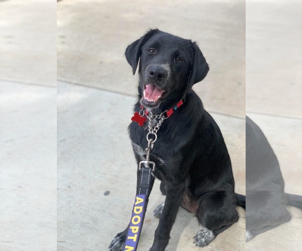 Medium Photo #1 Labrador Retriever-Unknown Mix Puppy For Sale in San Diego, CA, USA