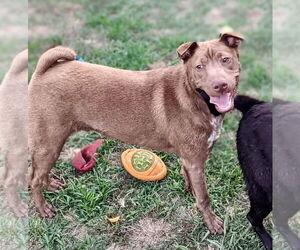 Archie - Male Labrador Retriever-Unknown Mix Dog for Adoption - Photo #7