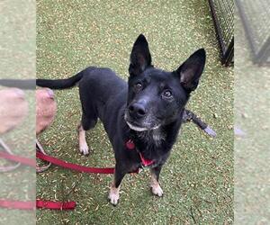 Mutt Dogs for adoption in Boston, MA, USA