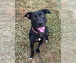 Small #1 Labrador Retriever