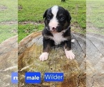Puppy Wilder Australian Shepherd