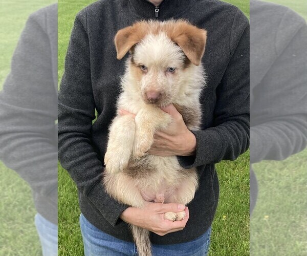 Medium Photo #3 German Shepherd Dog Puppy For Sale in OSTRANDER, OH, USA