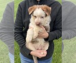 Small #2 German Shepherd Dog