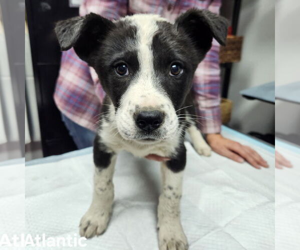 Medium Photo #26 Huskies -Unknown Mix Puppy For Sale in Fargo, ND, USA