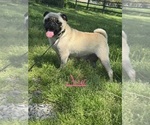 Small Photo #1 Pug Puppy For Sale in CANOGA, NY, USA