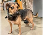 Small #2 Beagle Mix