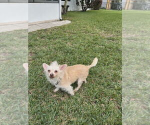 Chi-Poo (Miniature) Dogs for adoption in Plantation, FL, USA