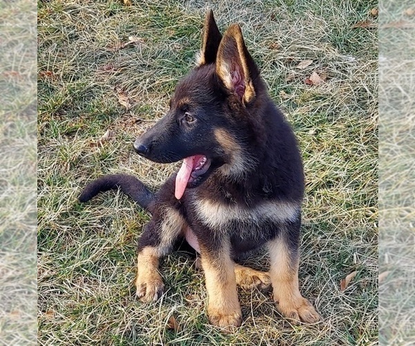 Medium Photo #5 German Shepherd Dog Puppy For Sale in EOLIA, MO, USA