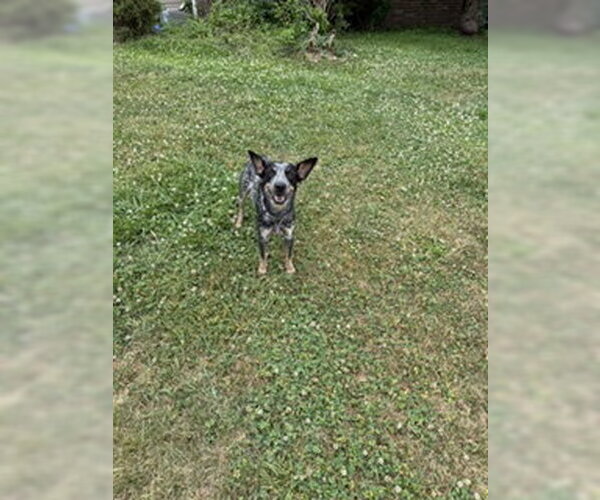 Medium Photo #2 Mutt Puppy For Sale in Garden City, NY, USA