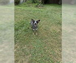 Small #1 Mutt