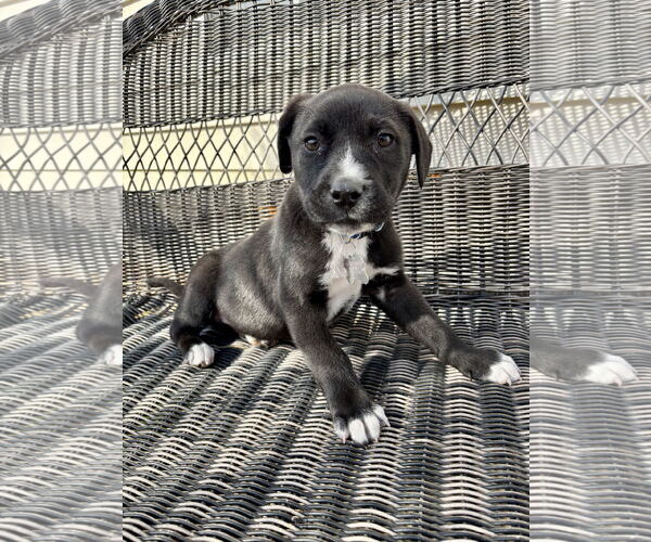 Medium Photo #1 Mutt Puppy For Sale in Holly Springs, NC, USA