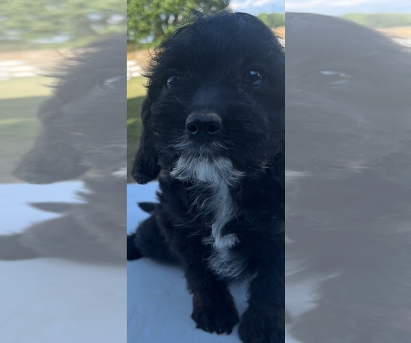 Medium Photo #5 Beagle-Poodle (Toy) Mix Puppy For Sale in NORWOOD, NC, USA