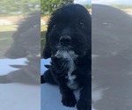 Small #4 Beagle-Poodle (Toy) Mix