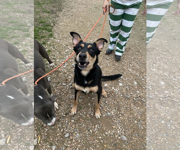 Medium Photo #1 Mutt Puppy For Sale in Jackson, MS, USA