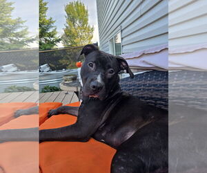 Medium American Pit Bull Terrier-American Staffordshire Terrier Mix