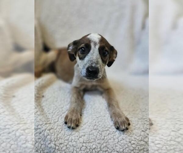 Medium Photo #6 Black Mouth Cur-Unknown Mix Puppy For Sale in Rockwall, TX, USA