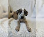 Small #5 Black Mouth Cur Mix