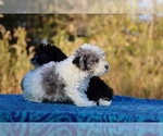 Small #11 Goldendoodle (Miniature)