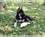 Small Photo #5 German Shepherd Dog Puppy For Sale in HOUSTON, TX, USA
