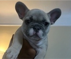 French Bulldog Puppy for Sale in FLINT, Michigan USA