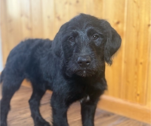 Medium Photo #2 Goldador Doodle Puppy For Sale in ESTES PARK, CO, USA