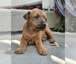 Puppy Tasha Irish Terrier