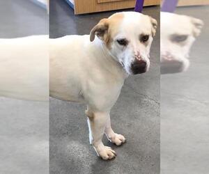 Bandit - Male Great Pyrenees-Unknown Mix Dog for Adoption - Photo #3