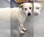 Small #2 Great Pyrenees Mix